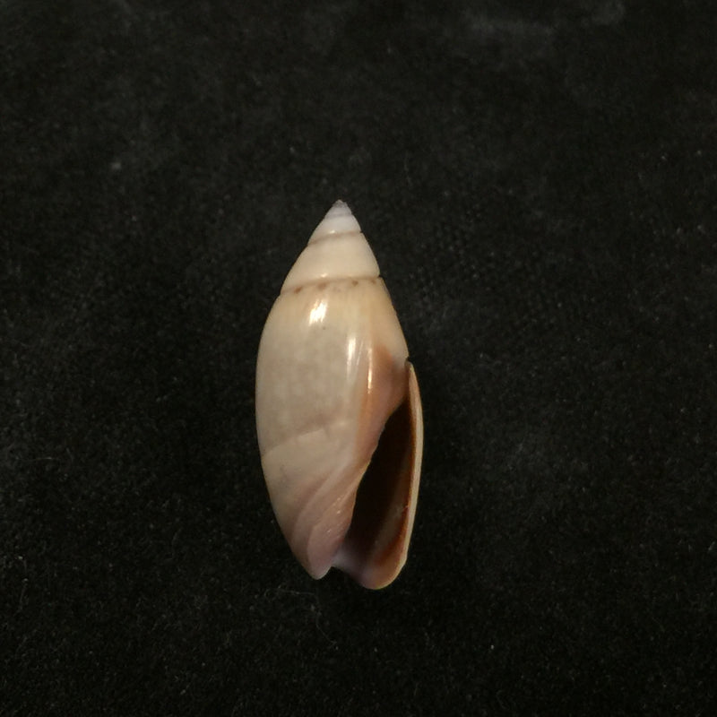 Olivella dama (W. Wood, 1828) - 18,1mm