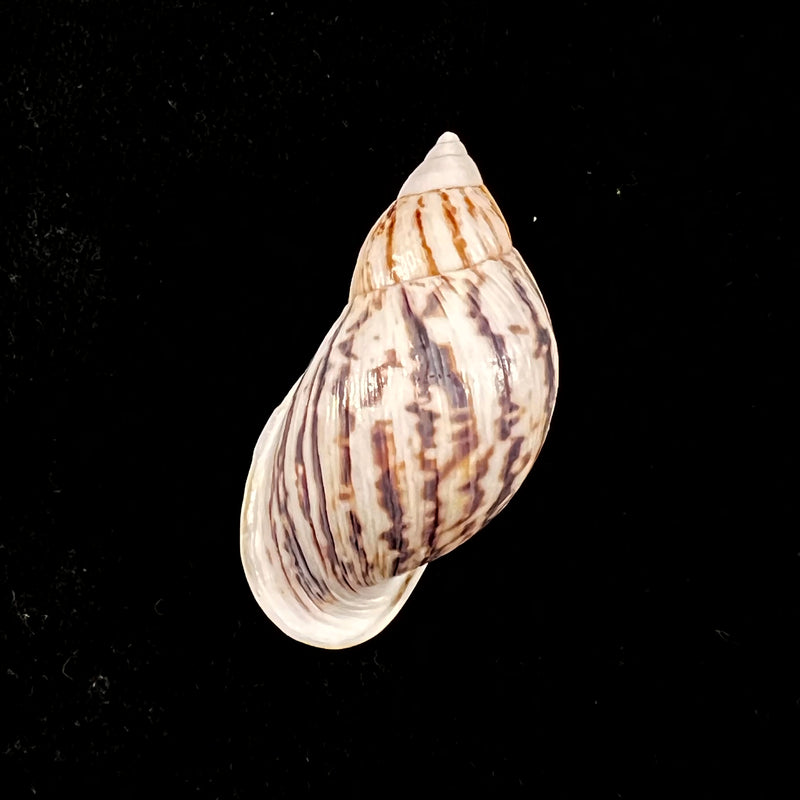 Drymaeus costatus Breure & Vega-Luz, 2021 - 43,7mm