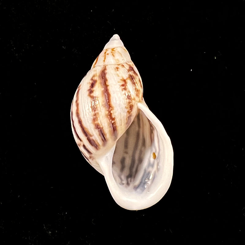 Drymaeus costatus Breure & Vega-Luz, 2021 - 43,7mm