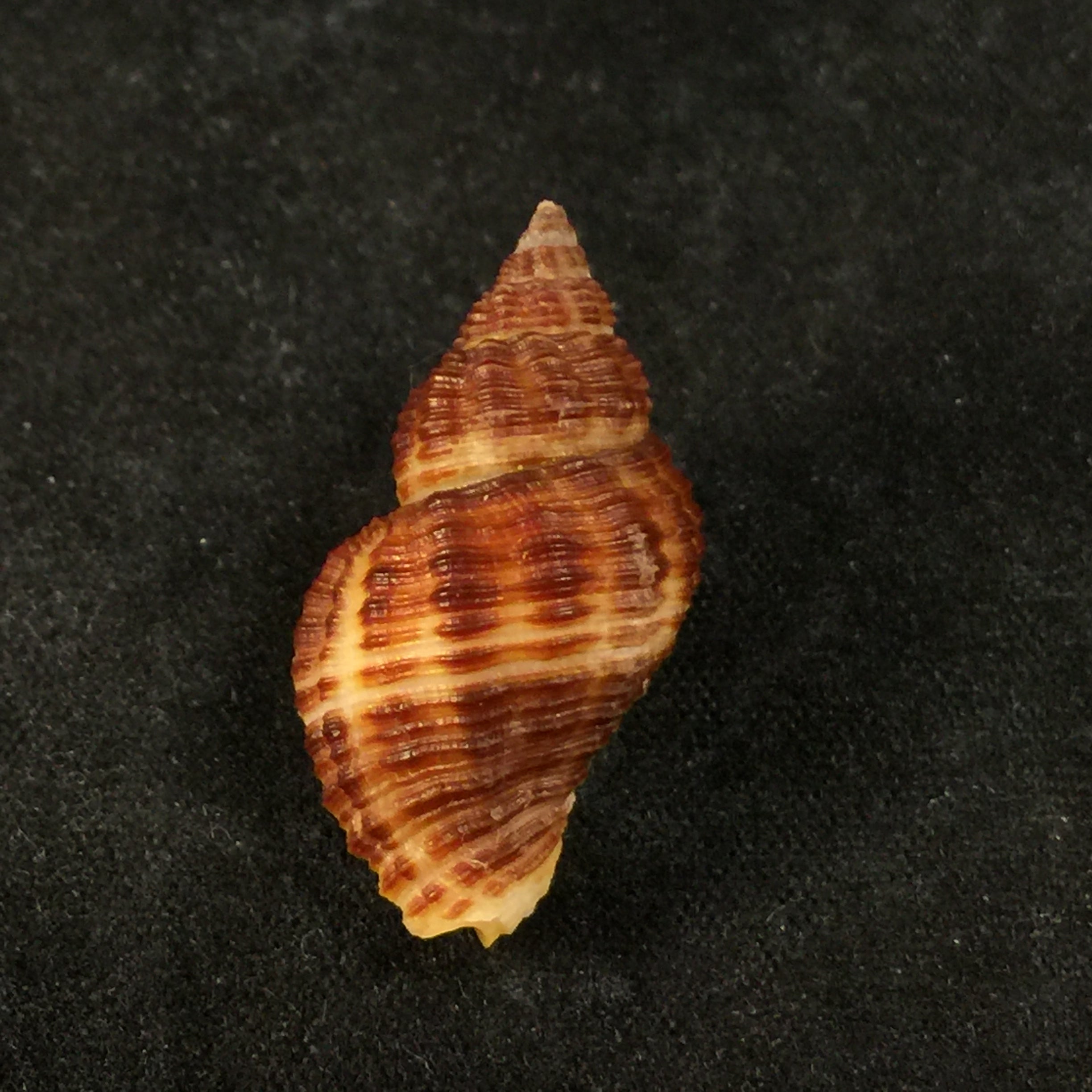 Cantharus fumosus (Dillwyn, 1817) - 26,8mm