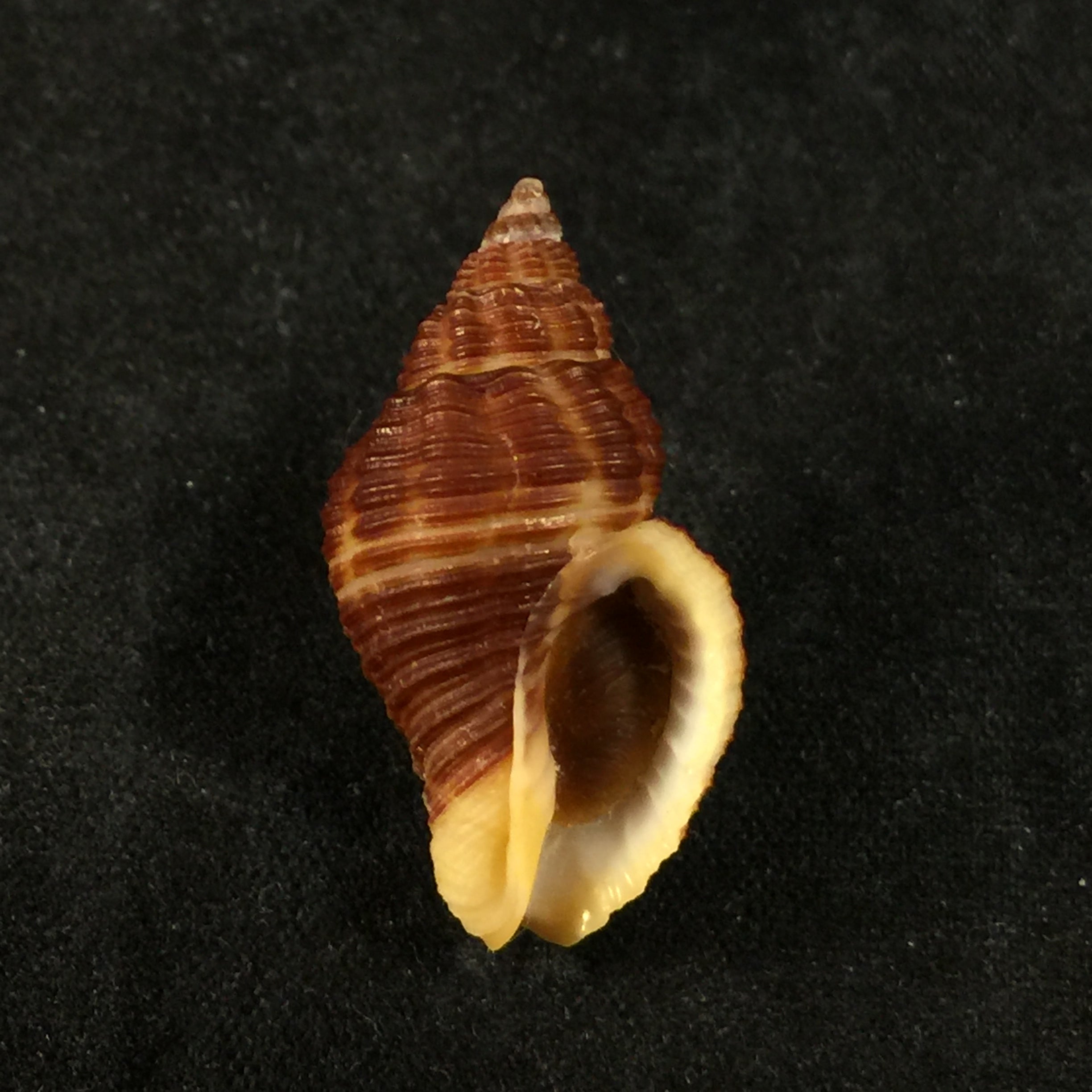 Cantharus fumosus (Dillwyn, 1817) - 26,8mm