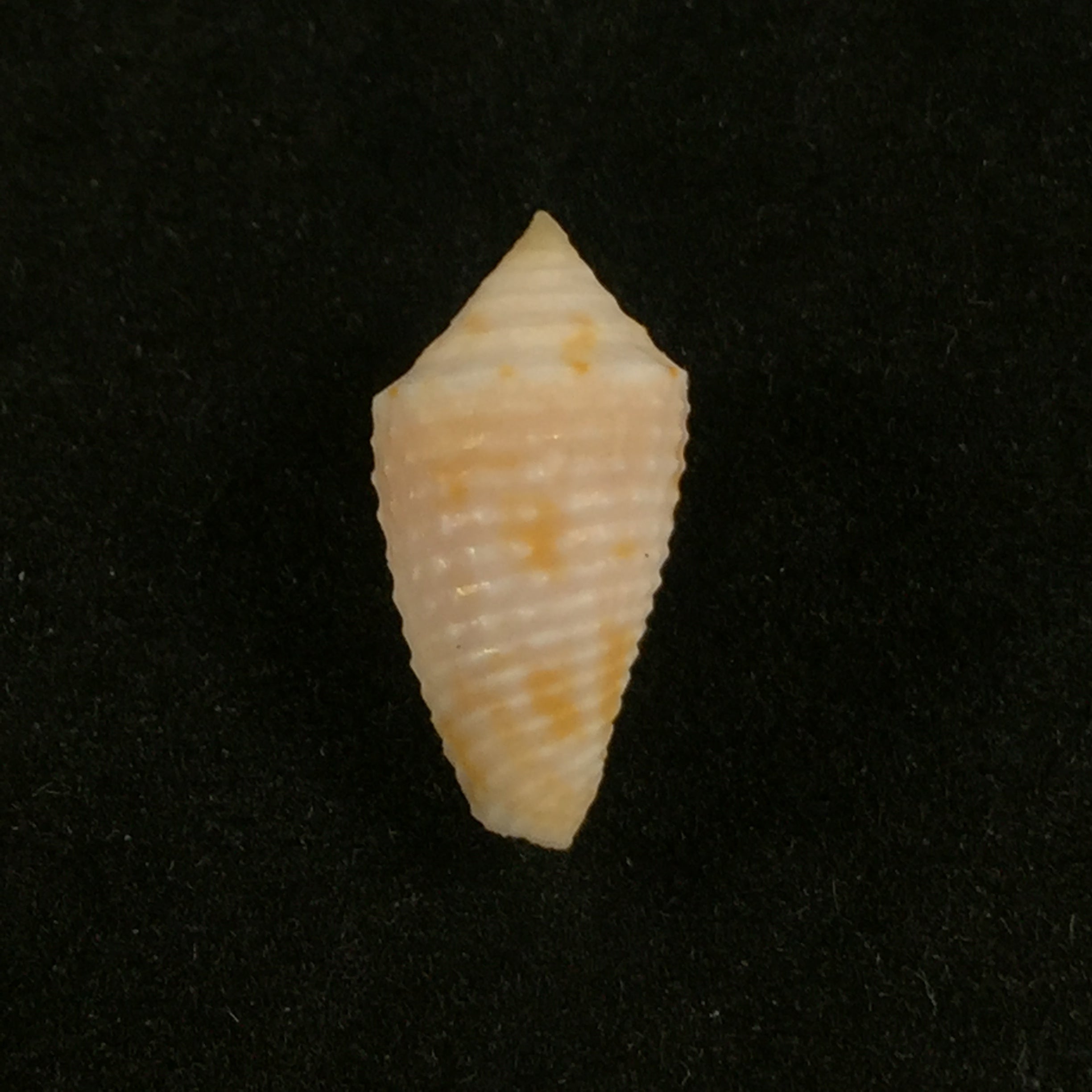 Japidiconus ogum Petuch & Myers, 2014 - 17,4mm