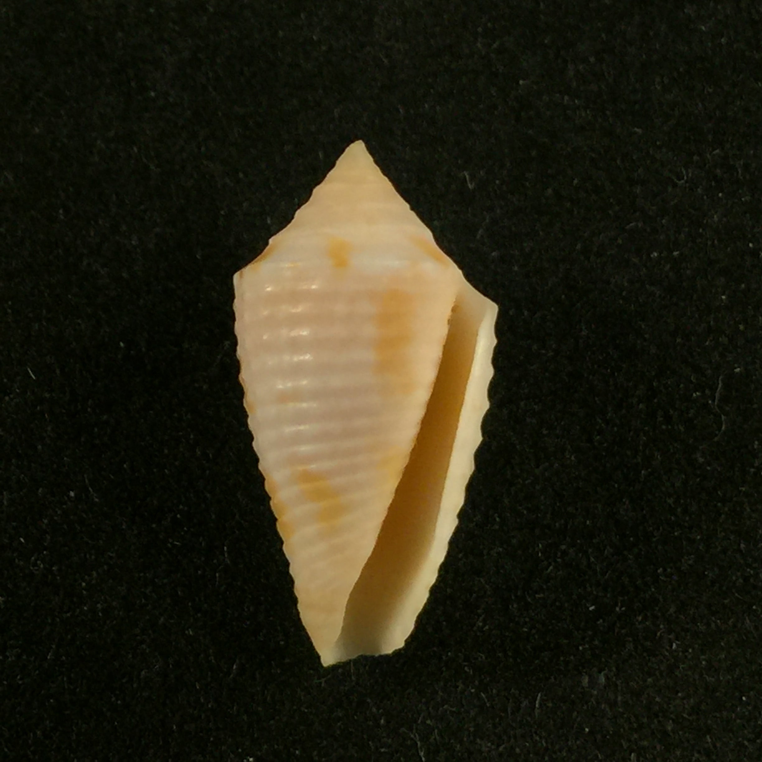 Japidiconus ogum Petuch & Myers, 2014 - 17,4mm