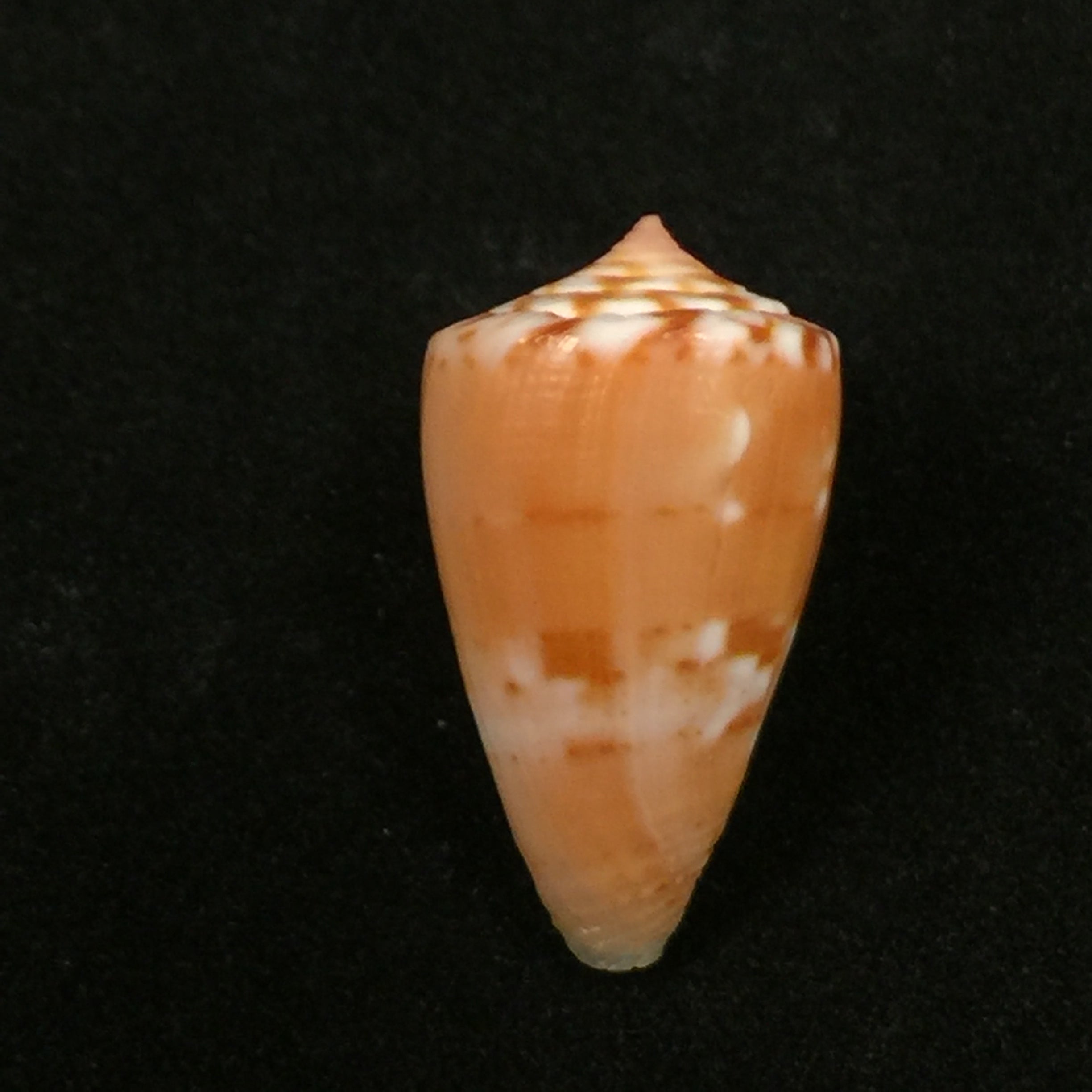 Conus mauricioi Coltro, 2004 - 22,4mm