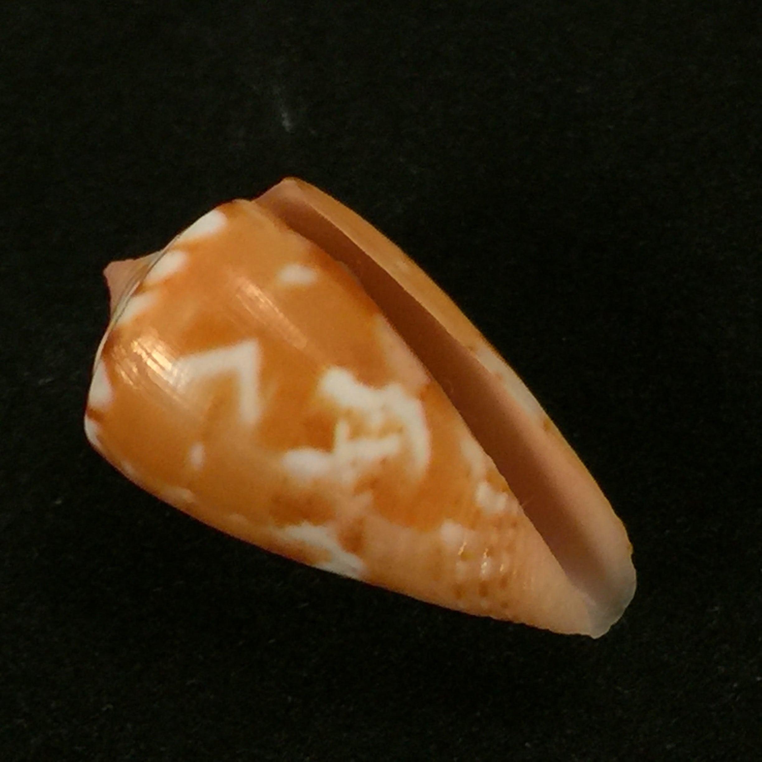 Conus mauricioi Coltro, 2004 - 22,4mm