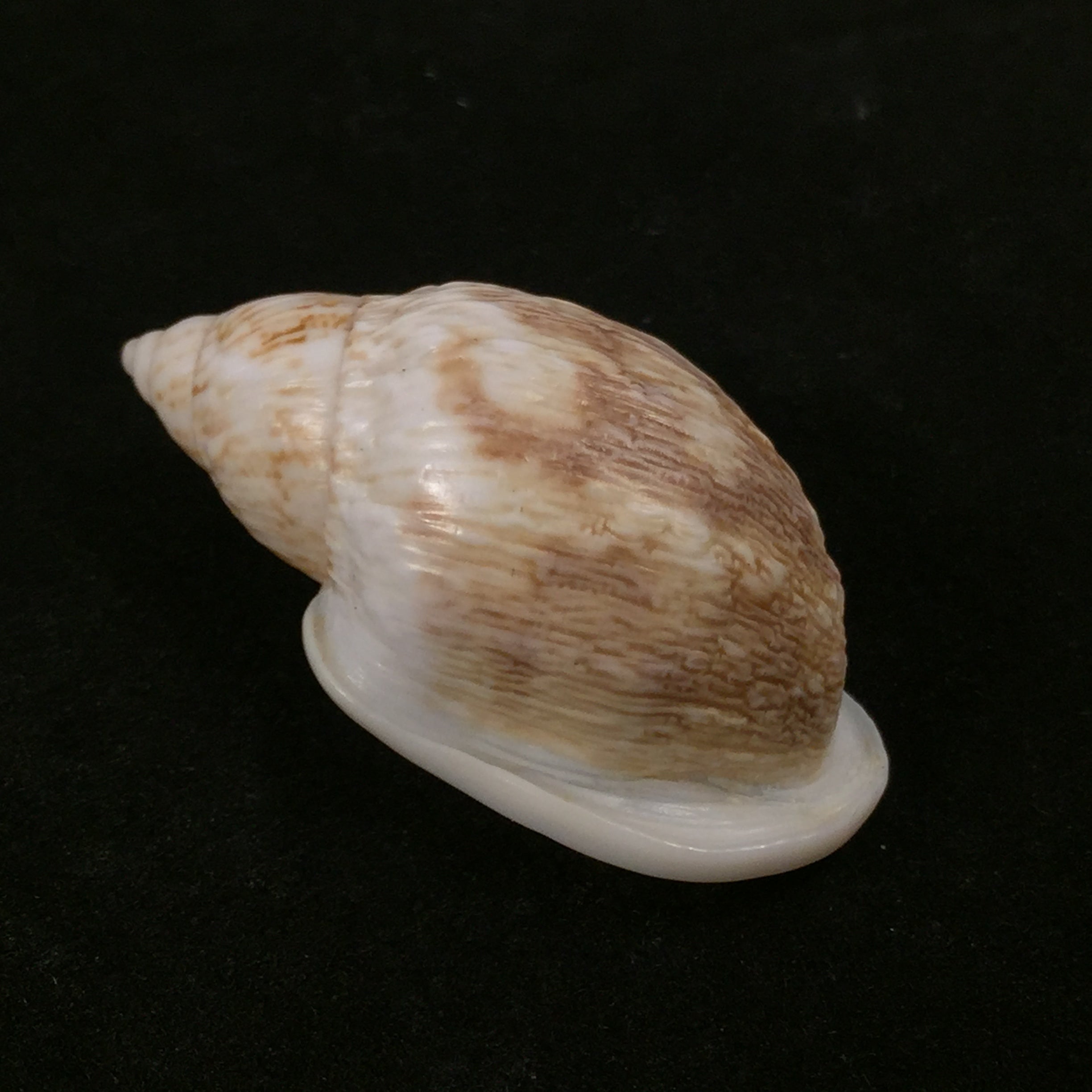 Otostomus vittatus (Spix, 1827)