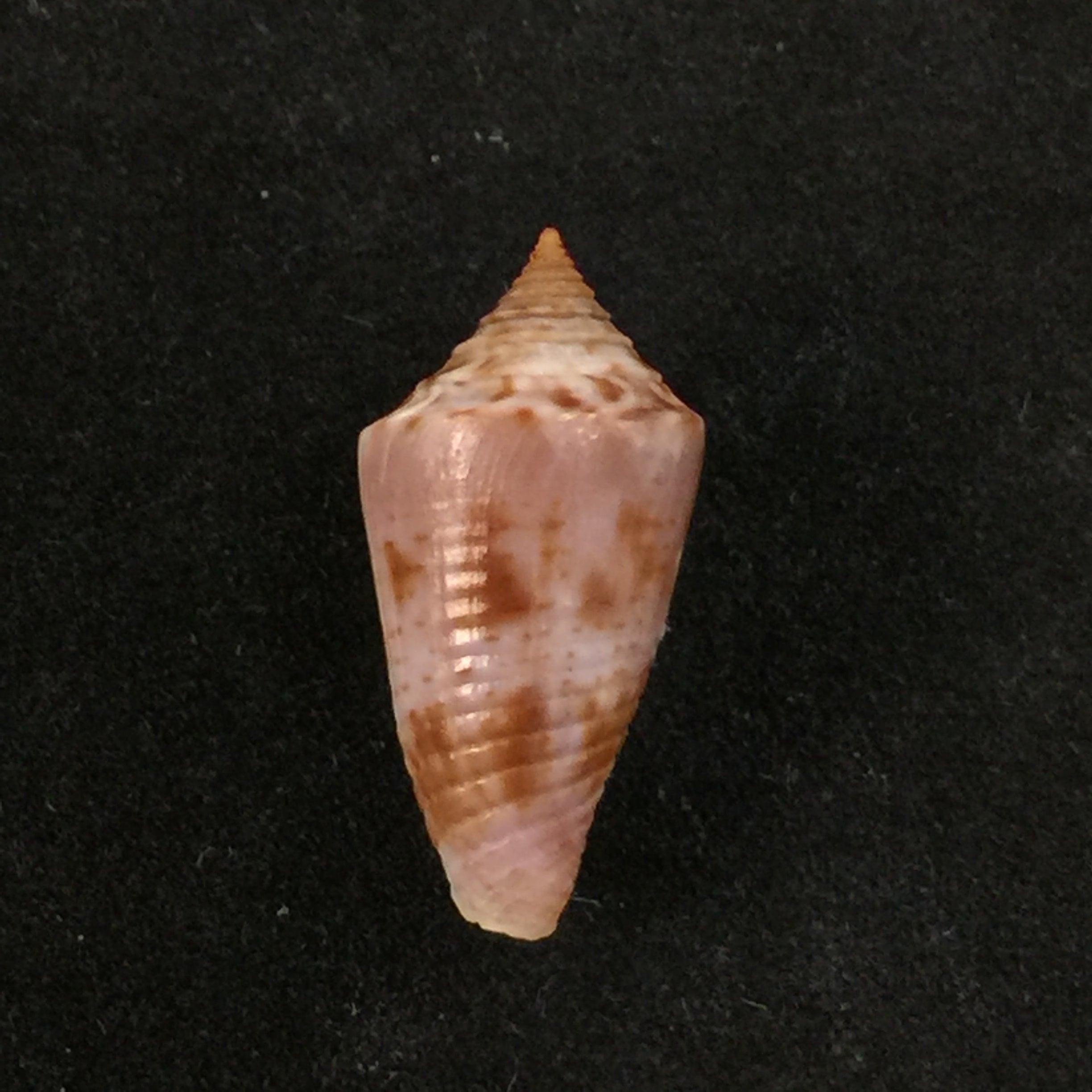 Conasprella simonei Petuch & Myers, 2014 - 20,9mm