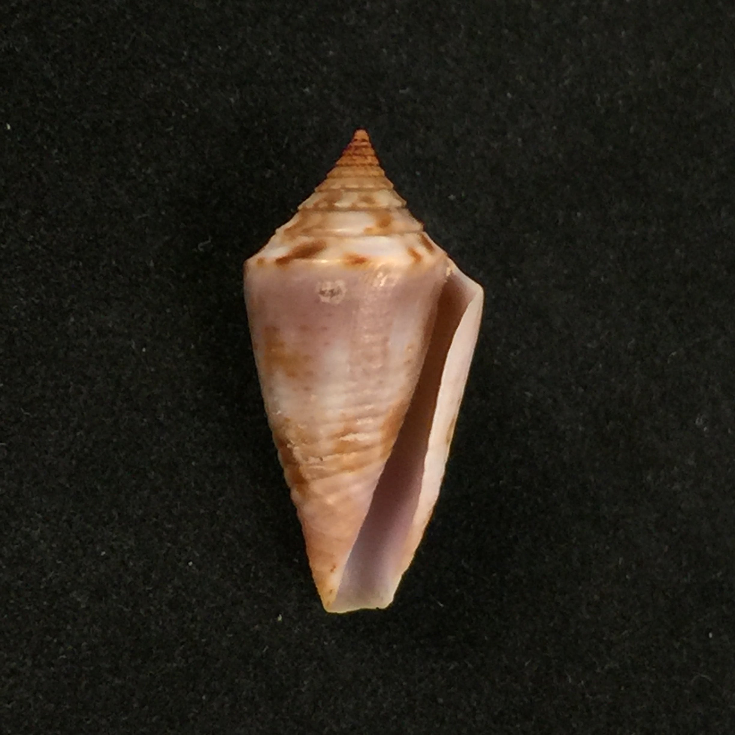 Conasprella simonei Petuch & Myers, 2014 - 20,9mm