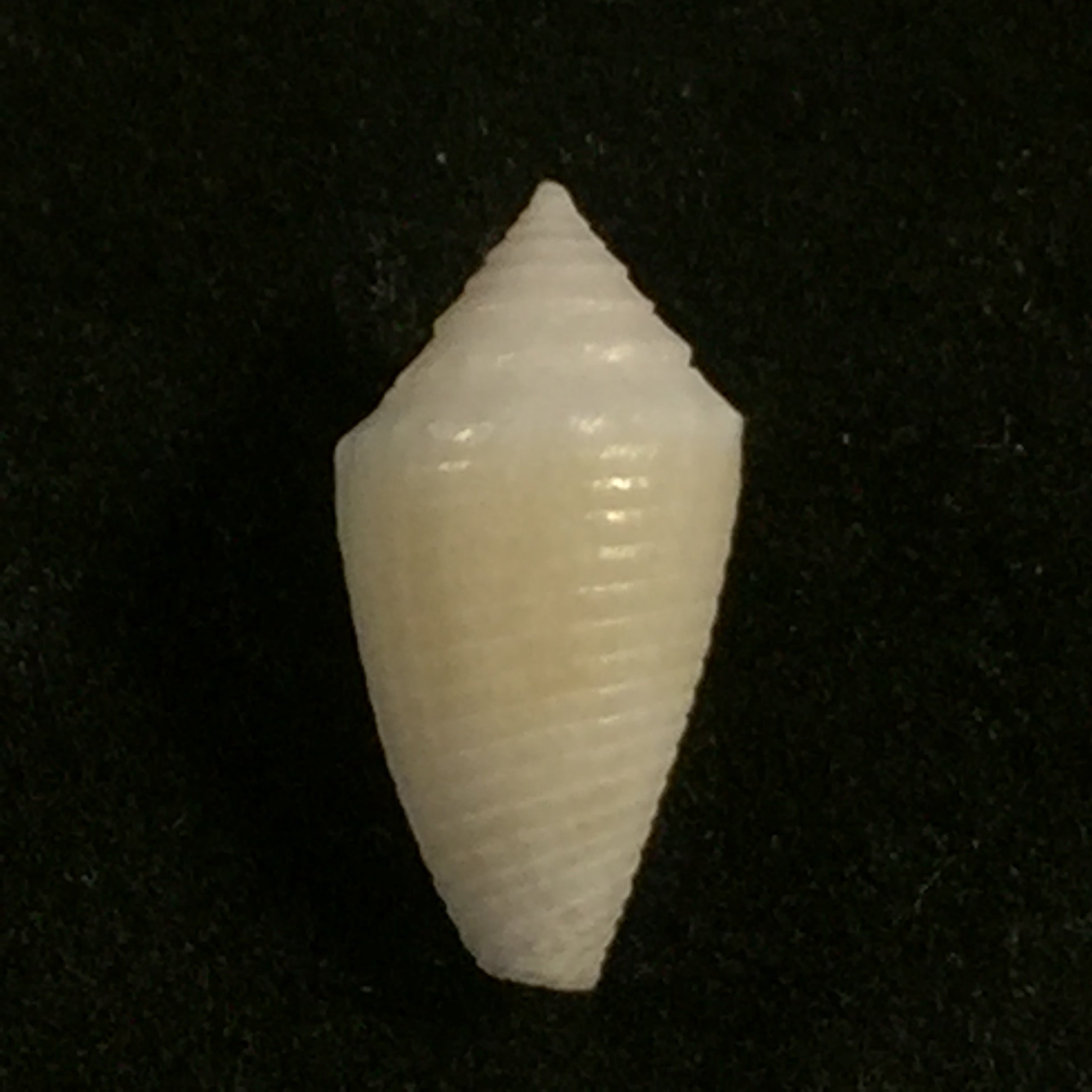 Conasprella pomponeti (Petuch & R. F. Myers, 2014) - 13,6mm