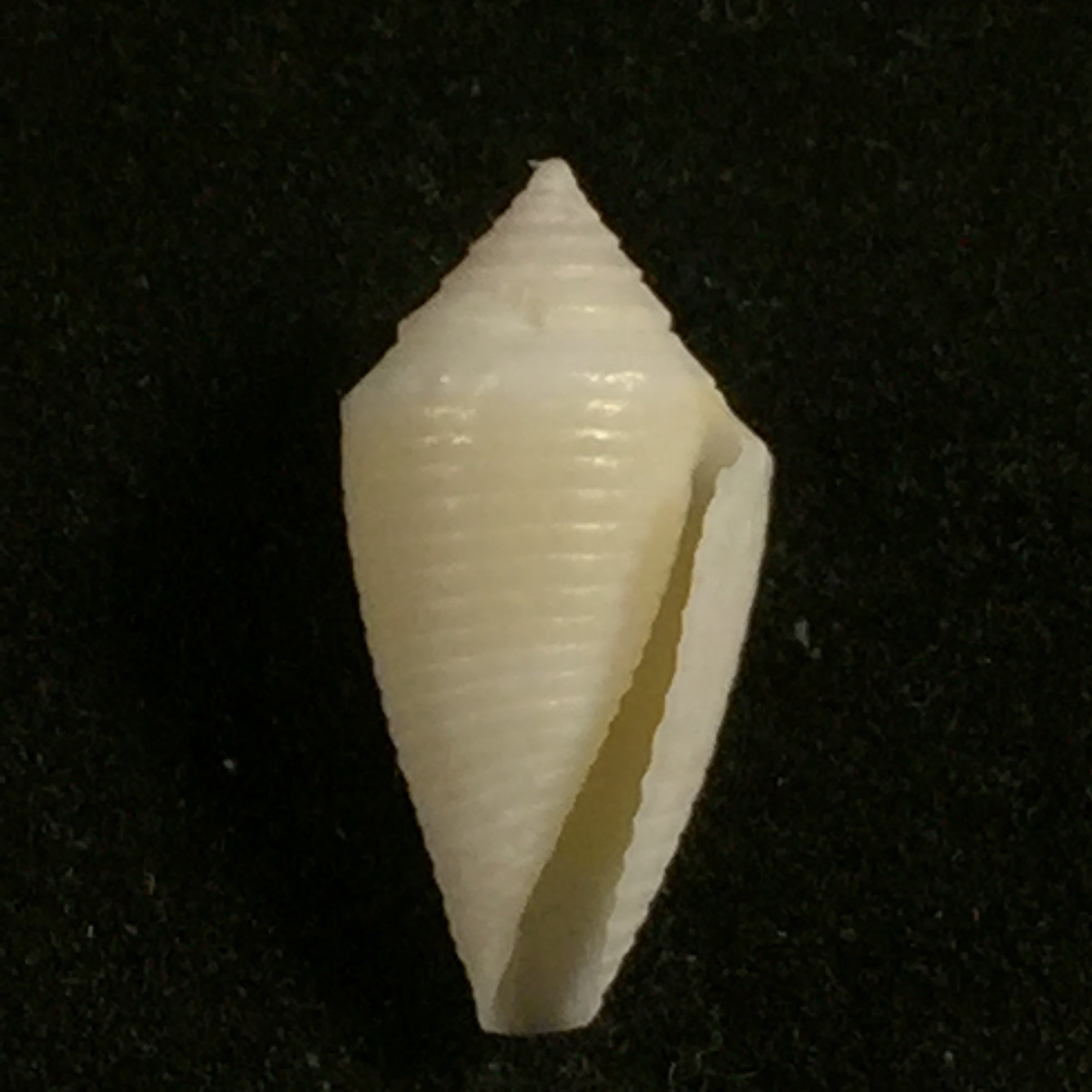 Conasprella pomponeti (Petuch & R. F. Myers, 2014) - 13,6mm