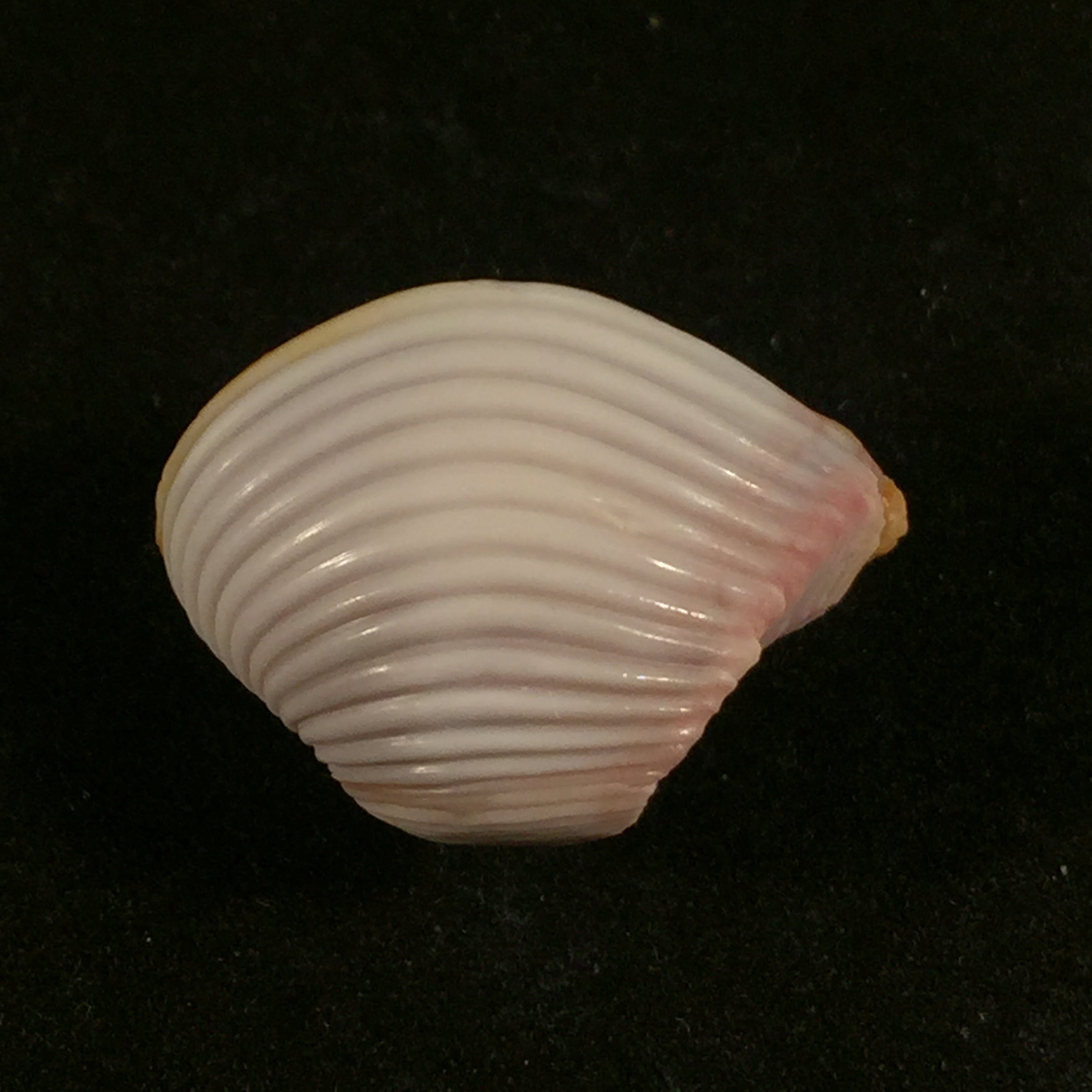 Corbula sulcata Lamarck, 1801 - 24,8mm