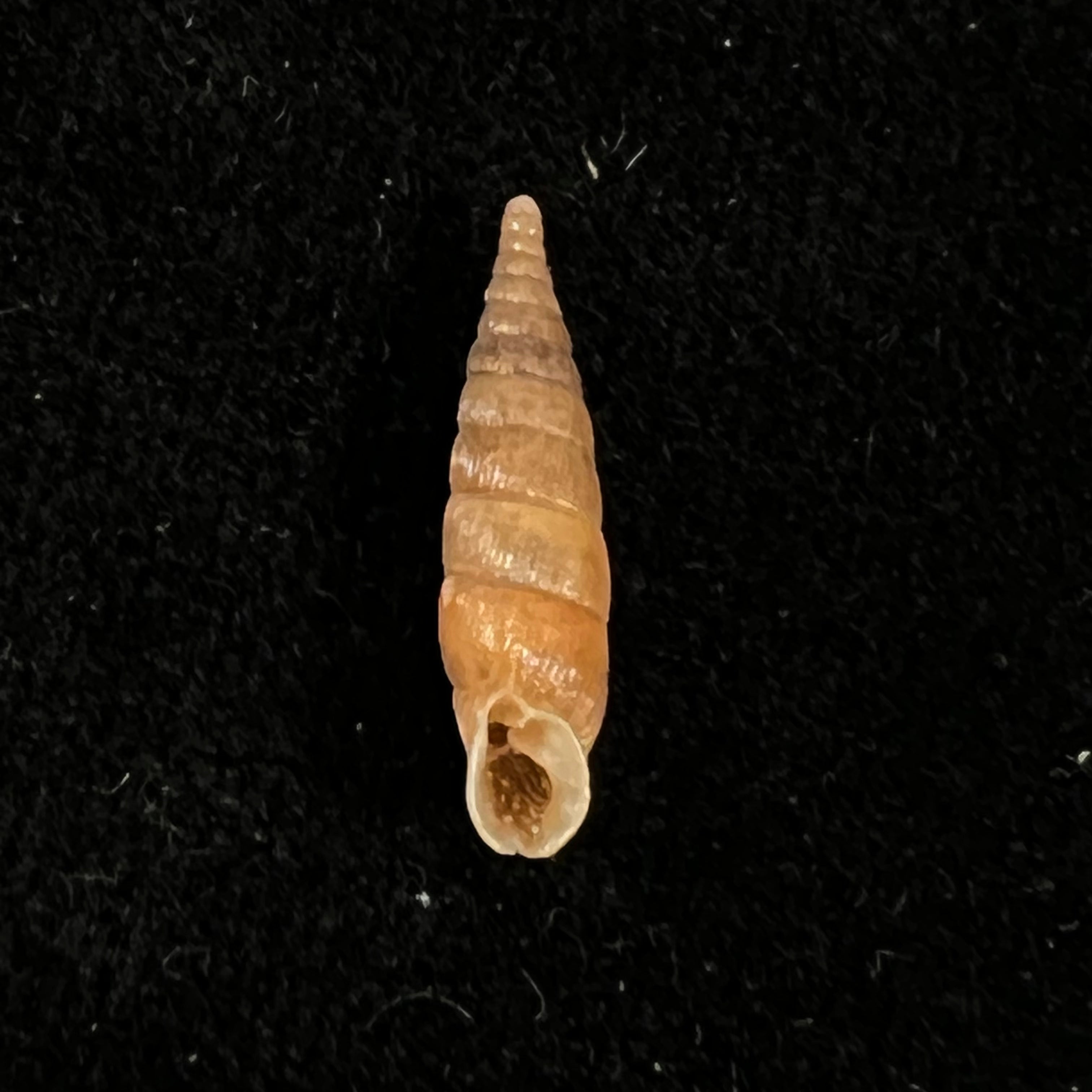 Alinda (Alinda) biplicata (Montagu, 1803) - 16,6mm