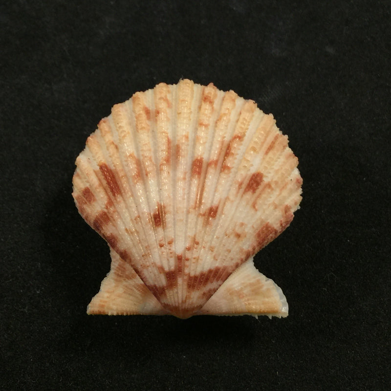 Aequipecten tehuelchus (d'Orbigny, 1842) - 35mm