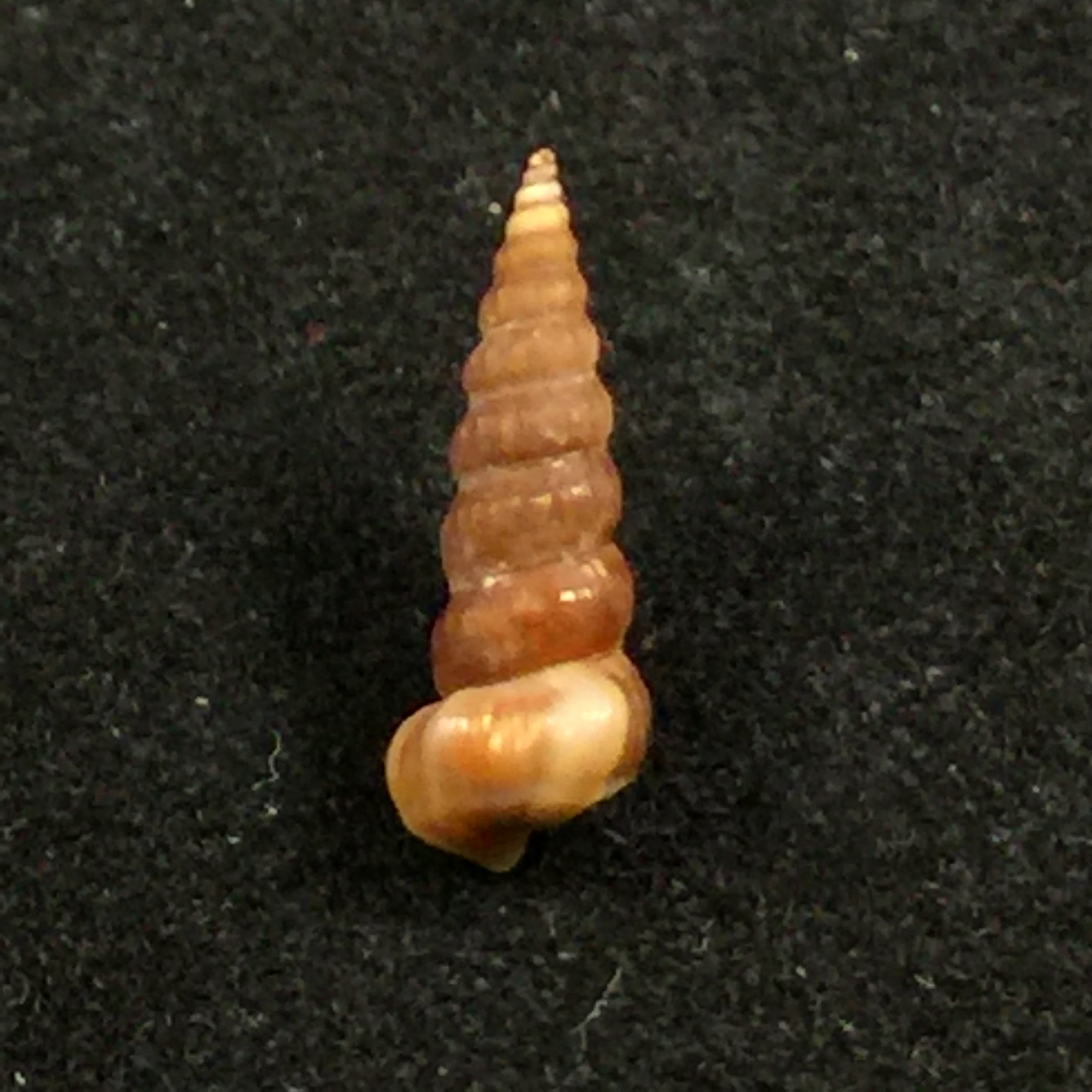 Cerithidea turrita (Stearns, 1873) - 11,3mm