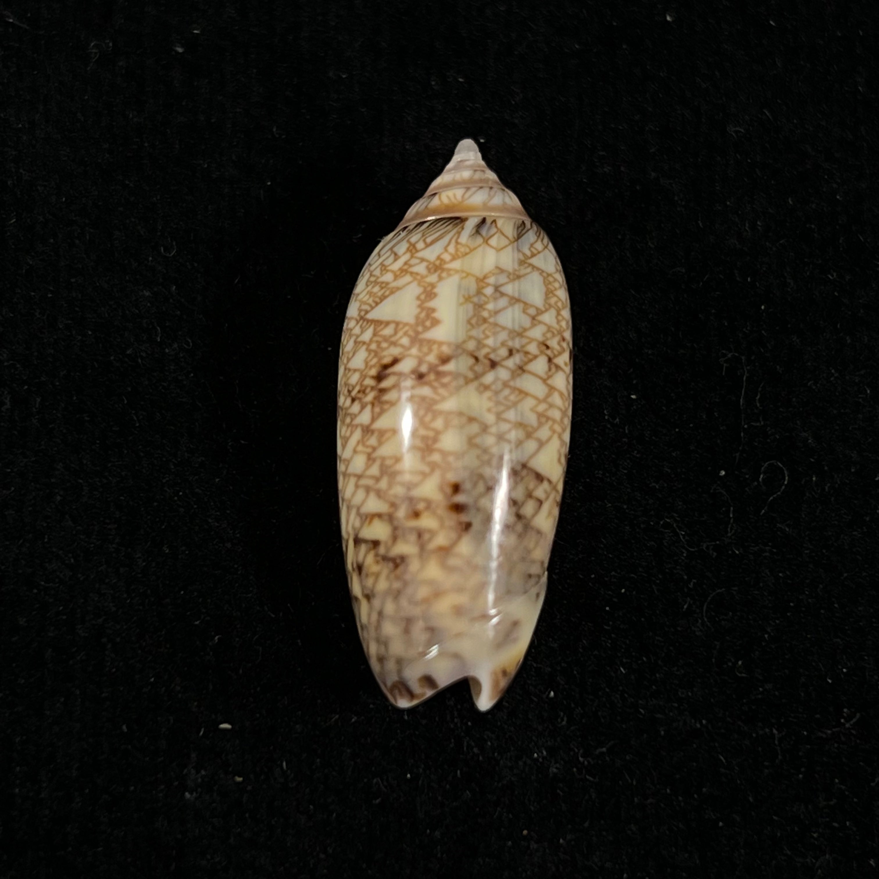 Oliva circinata jorioi Petuch, 2013 - 29,8mm