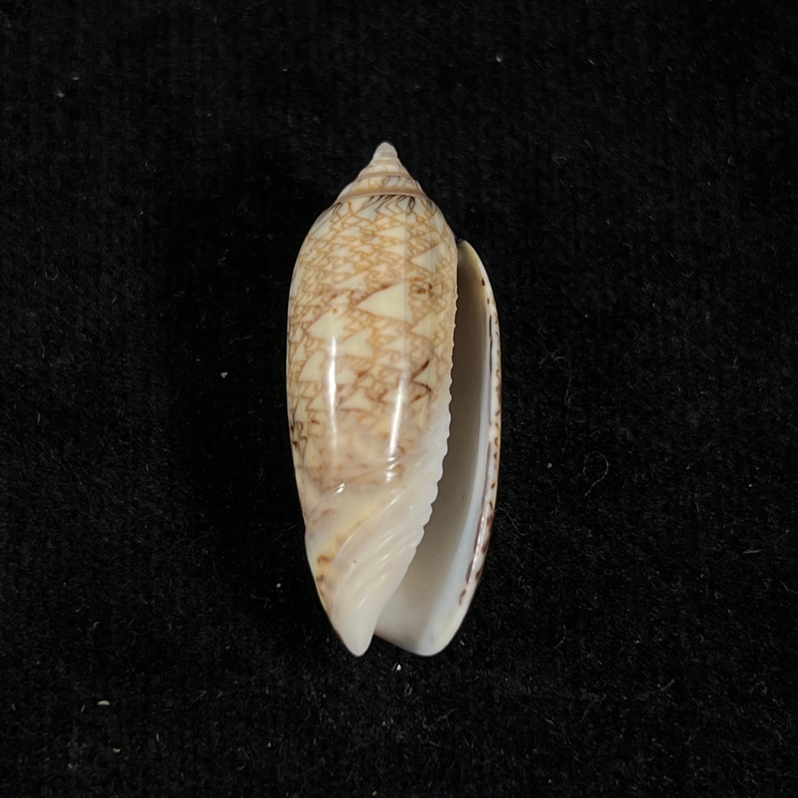 Oliva circinata jorioi Petuch, 2013 - 29,8mm