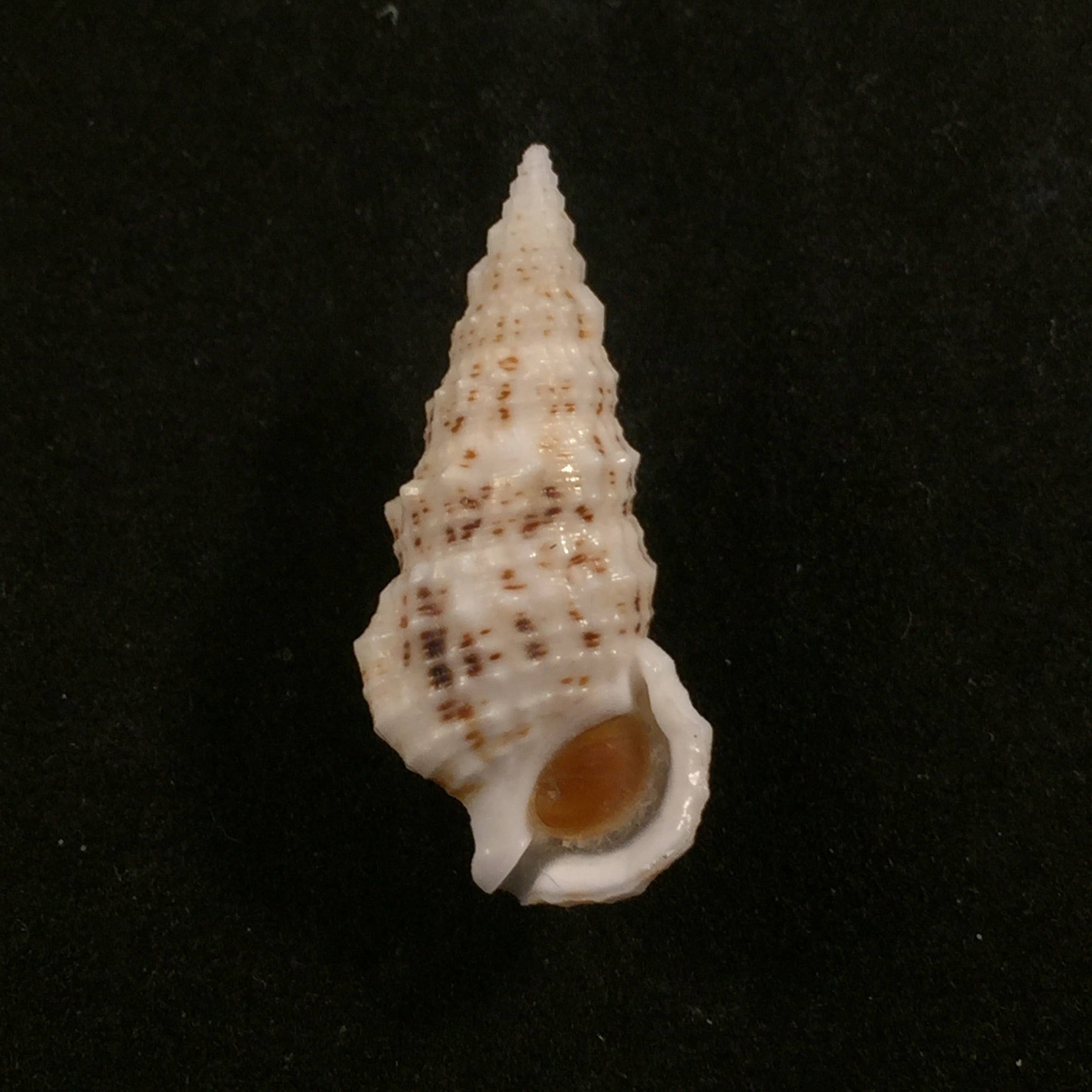 Cerithium eburneum Bruguière, 1792- 34mm