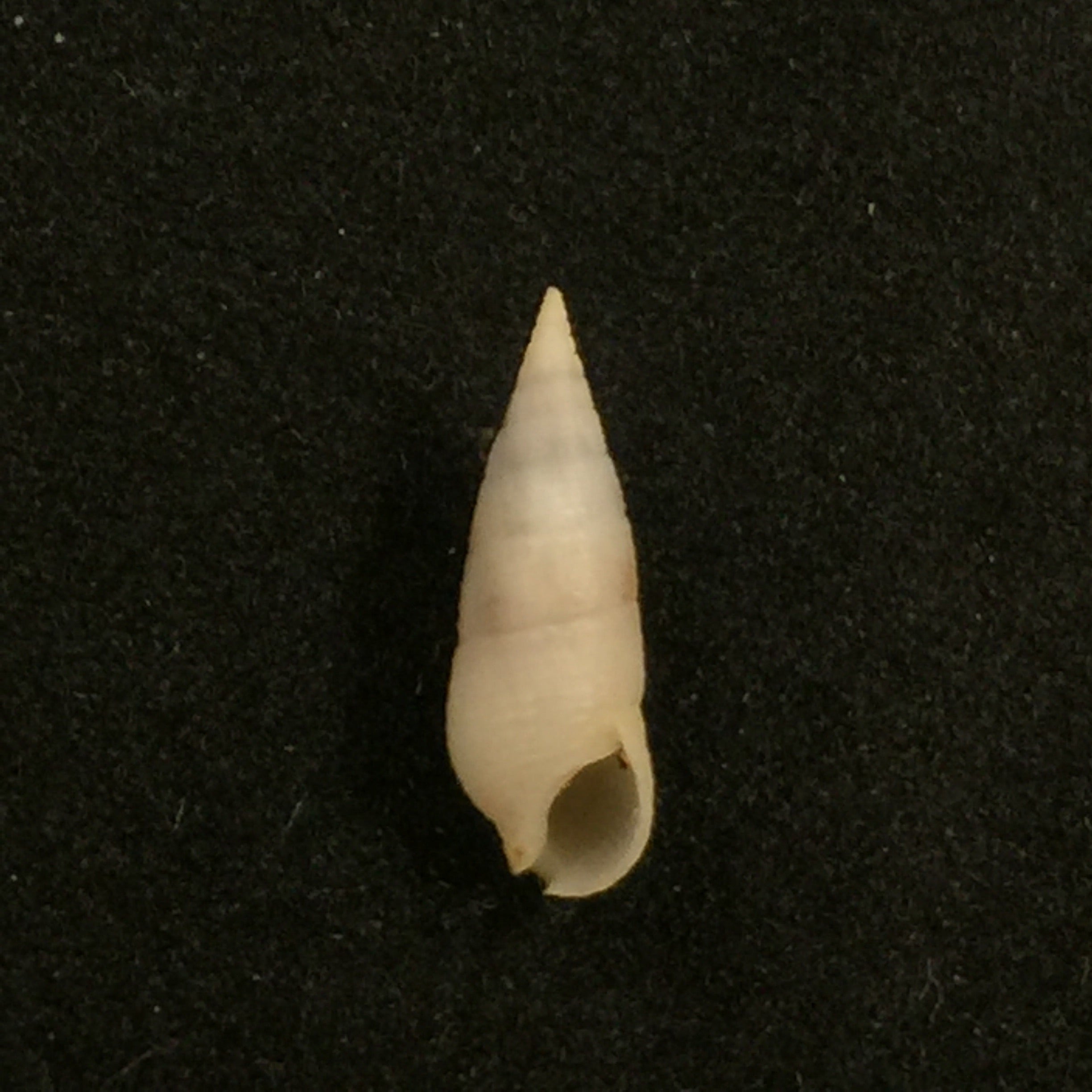 Cerithium nesioticum Pilsbry & Vanatta, 1906 - 14,2mm