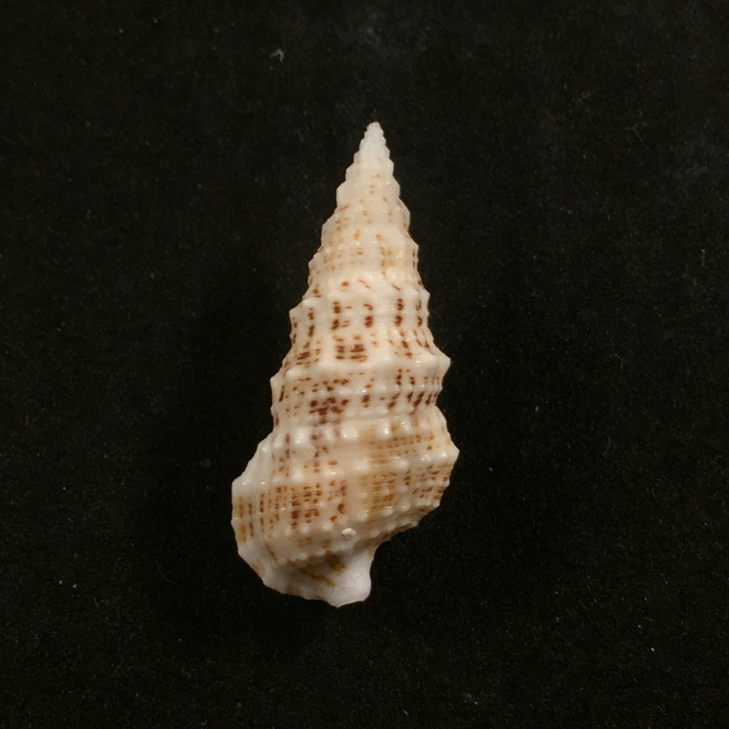 Cerithium eburneum Bruguière, 1792- 34mm